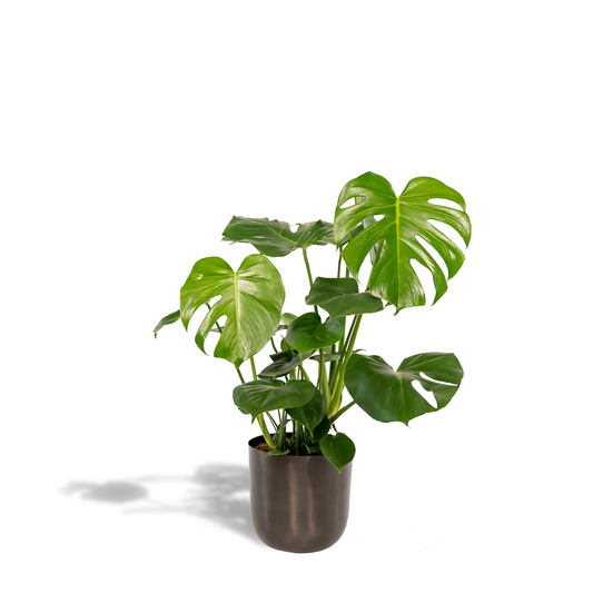 Monstera Deliciosa 80 cm Ø21cm + Pot Mayk Lead | Pflanzfix24.de - Pflanzfix24.de