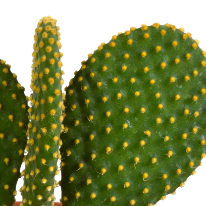 Kakteenmischung 10,5 cm - 3x - 12cm zonder pot - Pflanzfix24.de - Pflanzfix24.de