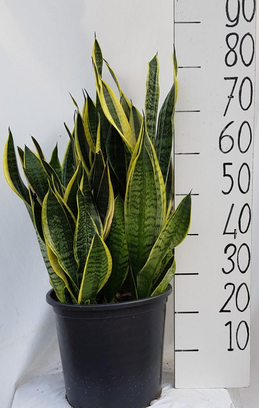Sanseveria Laurentii 30cm ZW - Ø30cm - ↕70cm bei Pflanzfix24