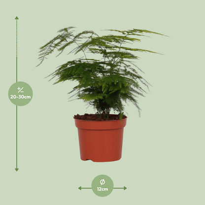 Asparagus Setaceus 'Plumosus' - Ø12cm - ↕35cm - Pflanzfix24.de - Pflanzfix24.de