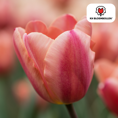 Apricot Foxx Tulpenbollen – 20 Stuks | KH Bloembollen® | Zalmroze Tulp - Pflanzfix24