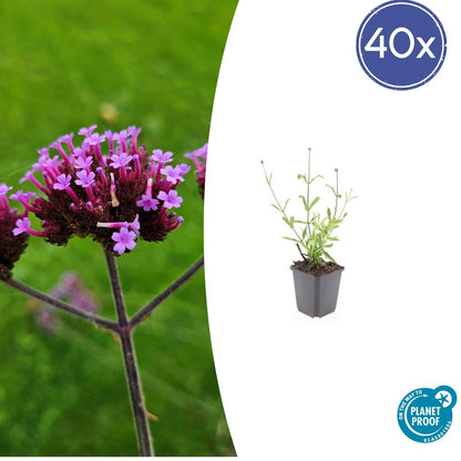 40x Verbena bon. 'Lollipop' - Pflanzfix24.de - Pflanzfix24.de