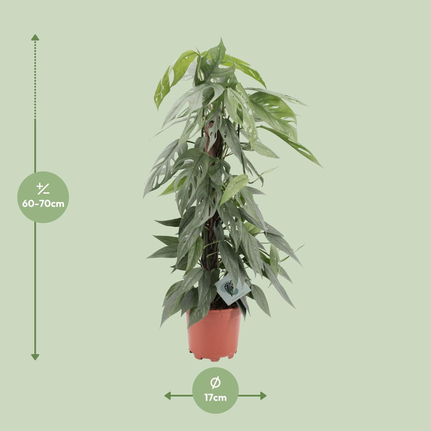 Epipremnum Pinnatum Cebu Blue - Ø17cm - ↕65cm - Pflanzfix24.de - Pflanzfix24.de