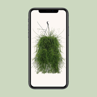 Rhipsalis Cassutha 25cm - Ø25cm - ↕60cm - Pflanzfix24