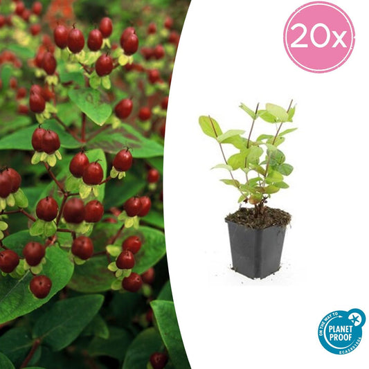20x Hypericum inodorum 'Beauty' - Pflanzfix24.de - Pflanzfix24.de