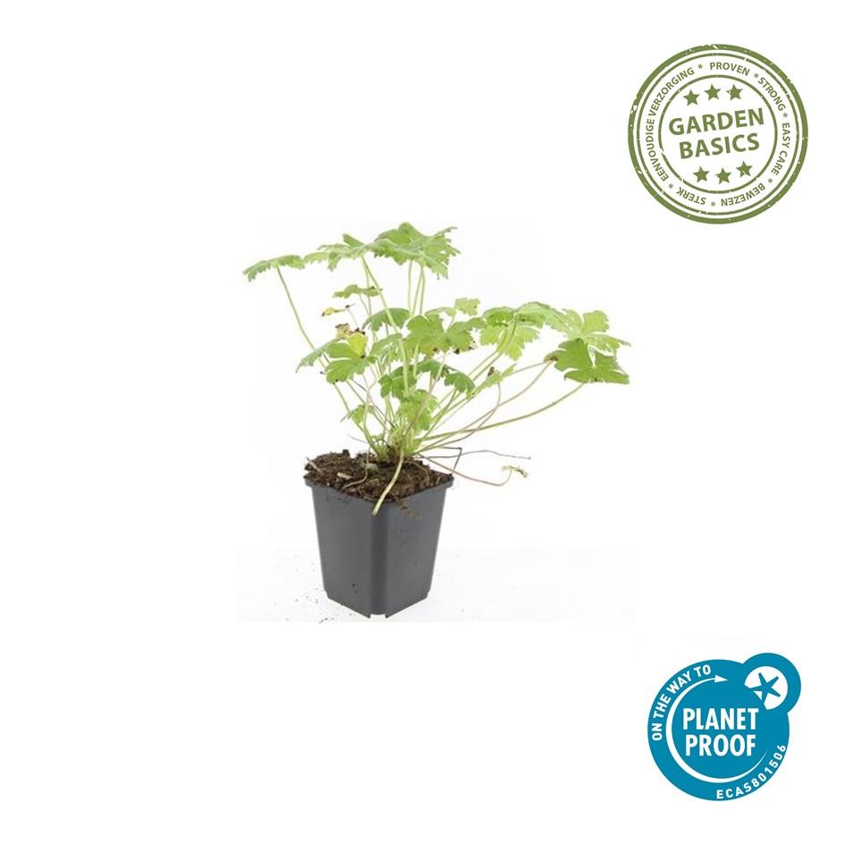 20x Premium Geranium macr. 'Czakor' (↕10-25cm - Ø9cm) von Pflanzfix24.de - Pflanzfix24.de