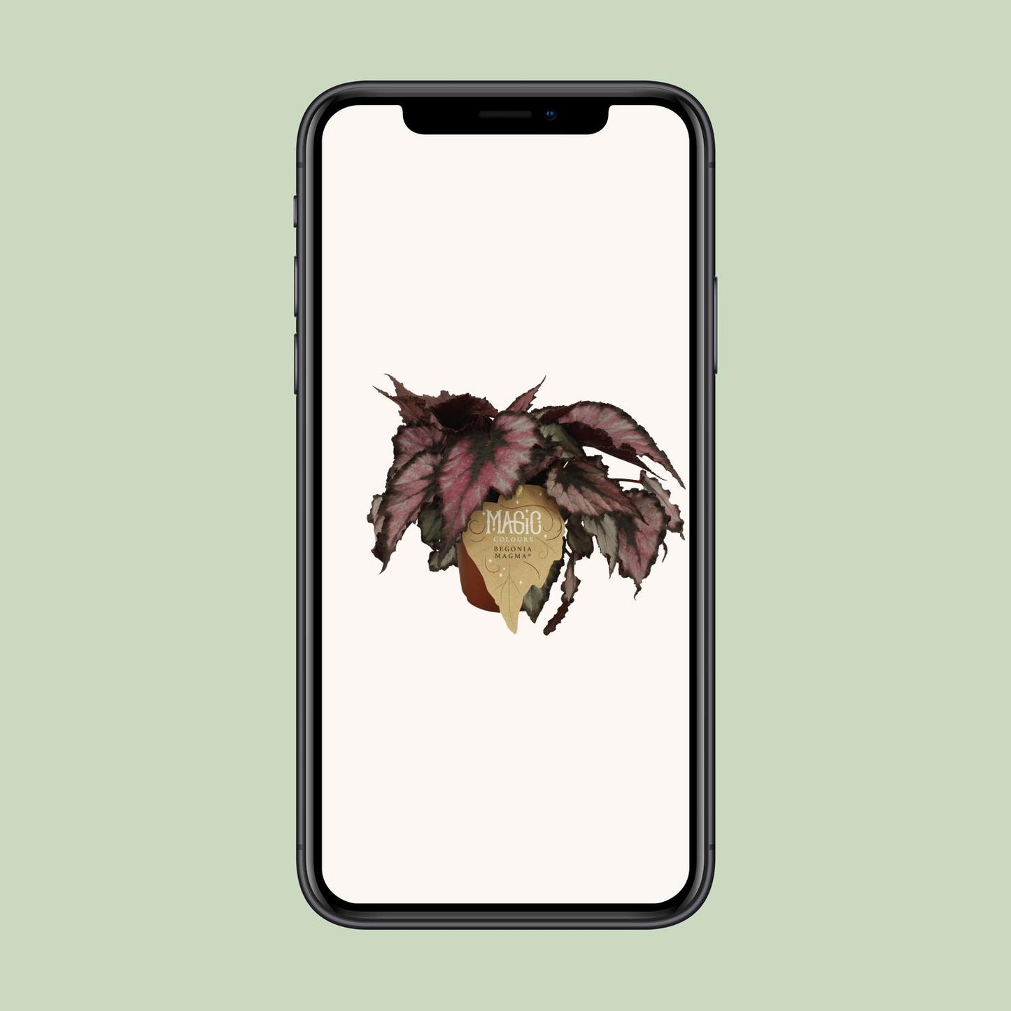Begonia Rex Magma - Ø12 ↕25 von Pflanzfix24
