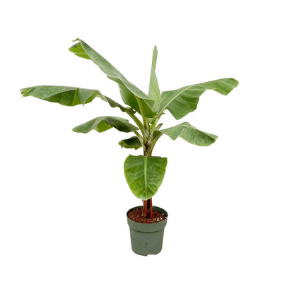 Bananenplant (Musa) - 170cm - Ø30 von Pflanzfix24.de - Pflanzfix24.de