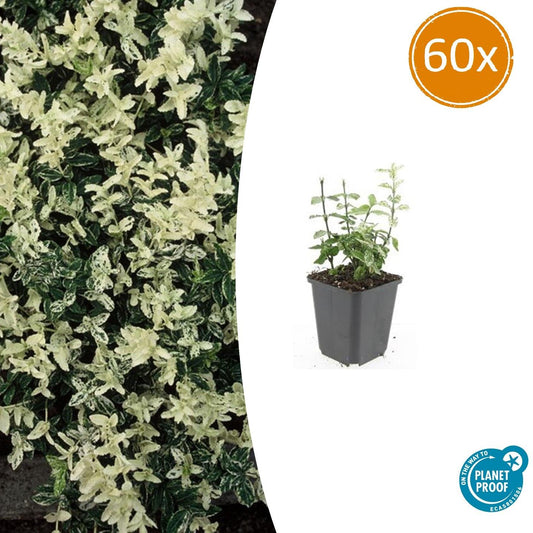 60x Euonymus fort. 'Harlequin' - Pflanzfix24.de - Pflanzfix24.de