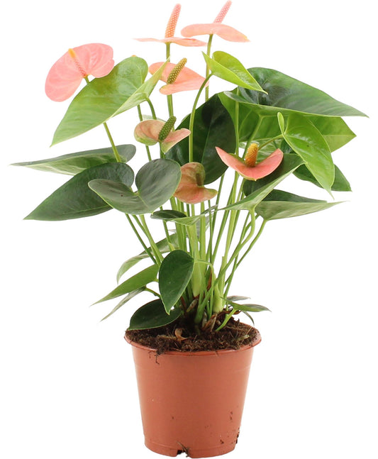 Anthurium Spirit In Transparant Sleeve - Ø12cm - ↕37cm - Pflanzfix24