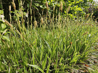 24x Carex morrowii 'Aureovariegata' - Pflanzfix24