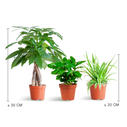 Tierfreundliche Plant Box klein ohne Dekotopf Ø12 | Pflanzfix24.de - Pflanzfix24.de
