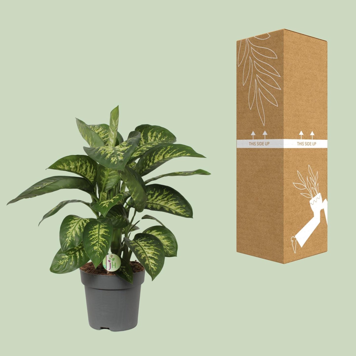 Dieffenbachia Reeva - Ø24cm - ↕75cm - Pflanzfix24