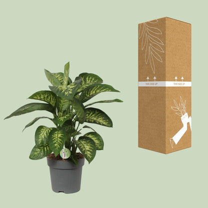 Dieffenbachia Reeva - Ø24cm - ↕75cm - Pflanzfix24