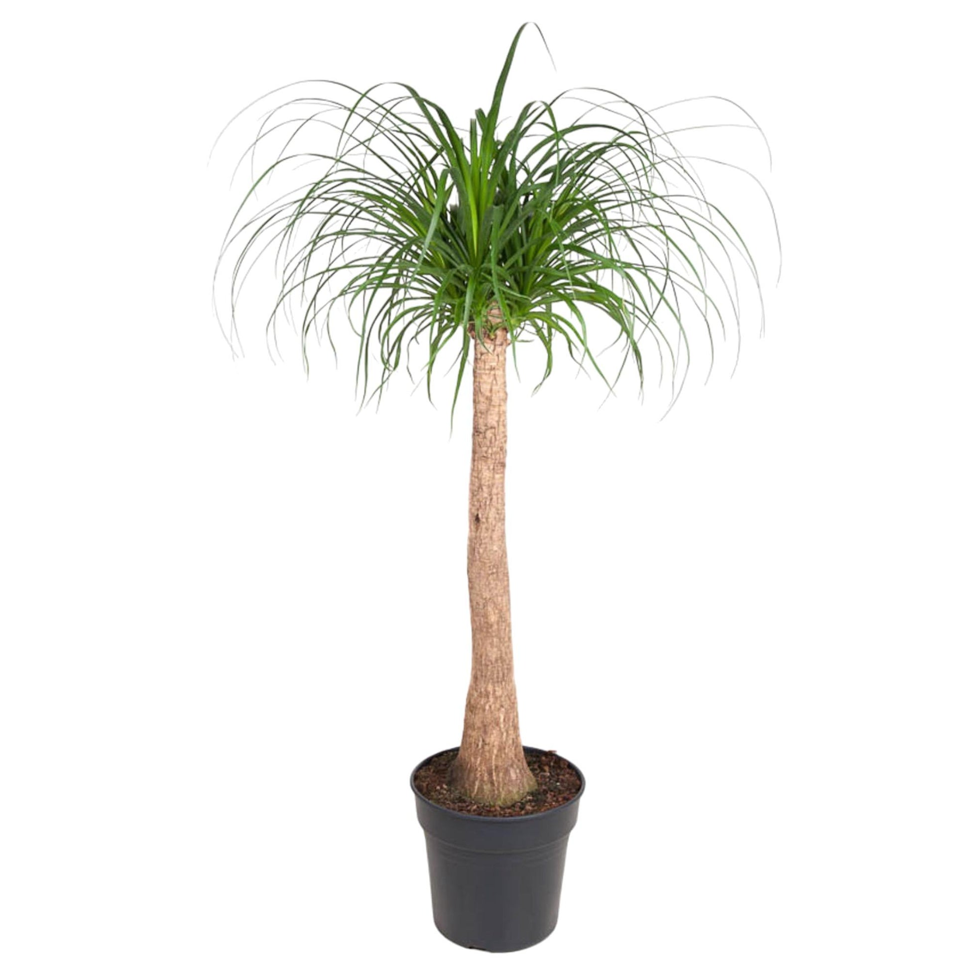 Beaucarnea stam - 120 cm - ø32 bei Pflanzfix24.de - Pflanzfix24.de