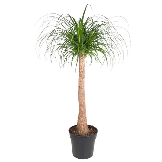 Beaucarnea stam - 120 cm - ø32 bei Pflanzfix24.de - Pflanzfix24.de