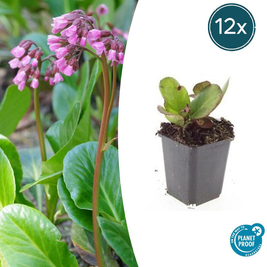 Bergenia cordifolia 'Herbstblüte' - 12er Pack - Pflanzfix24