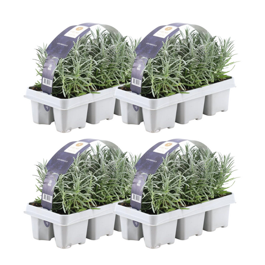 4 x 6er set Lavendel angustifolia - 24 x Ø7 cm - ↕15 cm - pflanzfix24