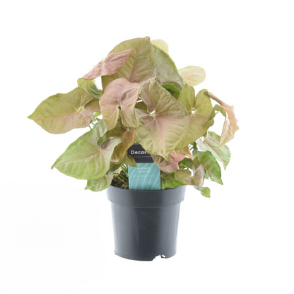 Syngonium Red Heart Feel Green - Ø14cm - ↕30cm - Pflanzfix24