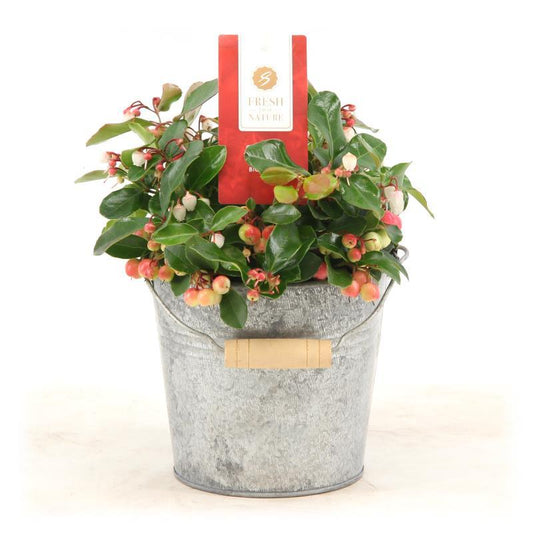 Gaultheria Pr. 'Big Berry'® P12 In Zinc Old-Look - Pflanzfix24