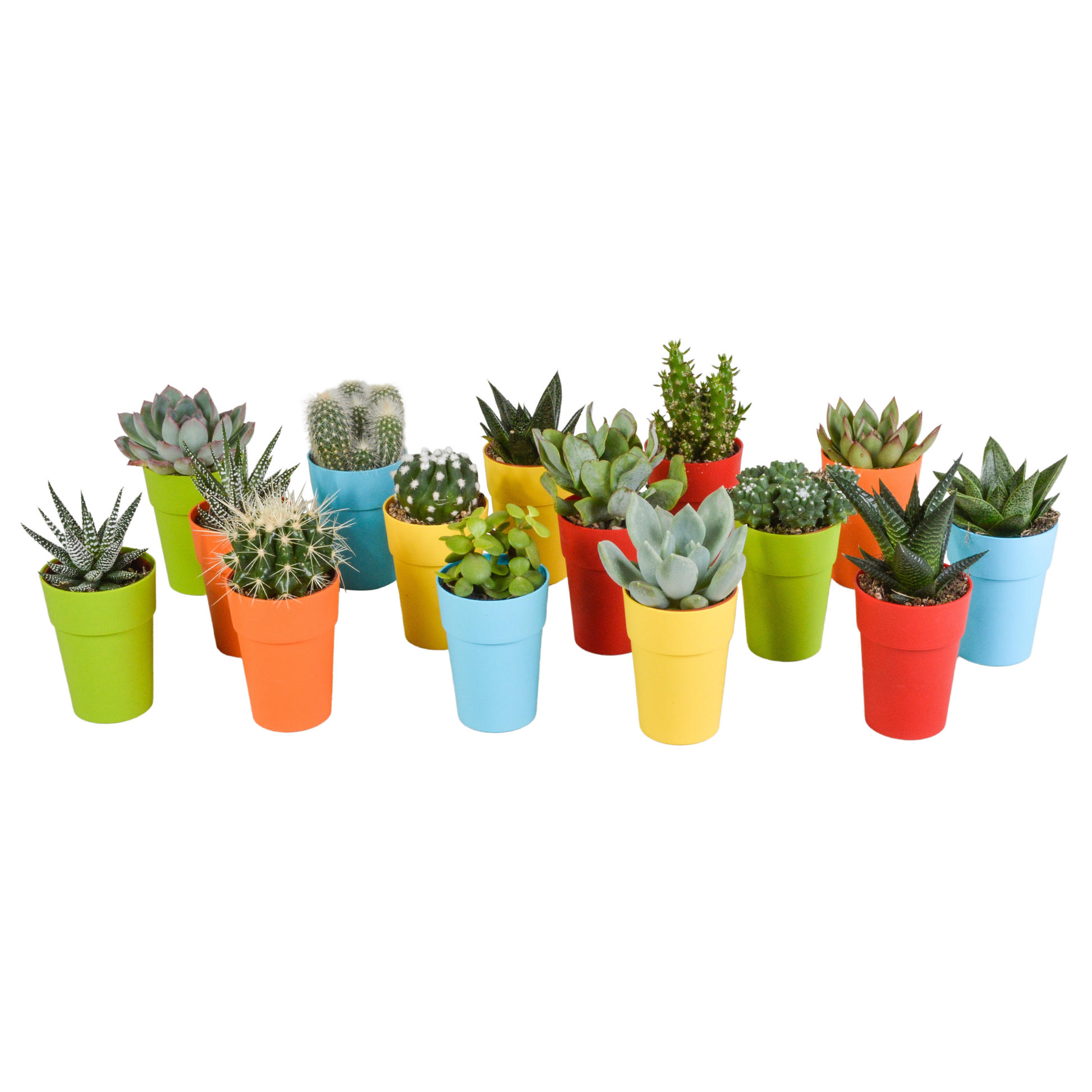 Cactus en vetplanten Mischung 5,5 cm | 15 stück - in gekleurde plasticpot - Pflanzfix24.de - Pflanzfix24.de
