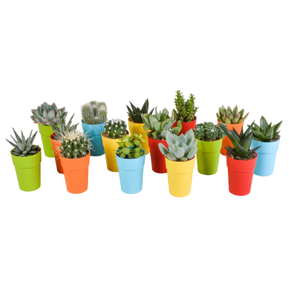 Cactus en vetplanten Mischung 5,5 cm | 15 stück - in gekleurde plasticpot - Pflanzfix24.de - Pflanzfix24.de