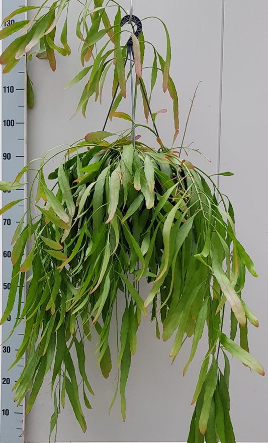 Rhipsalis Red Coral 25cm - Pflanzfix24