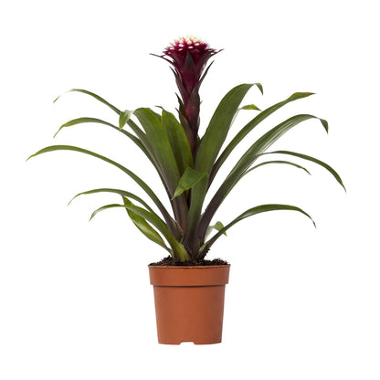Guzmania Fransesca - Ø12 ↕45 | Pflanzfix24