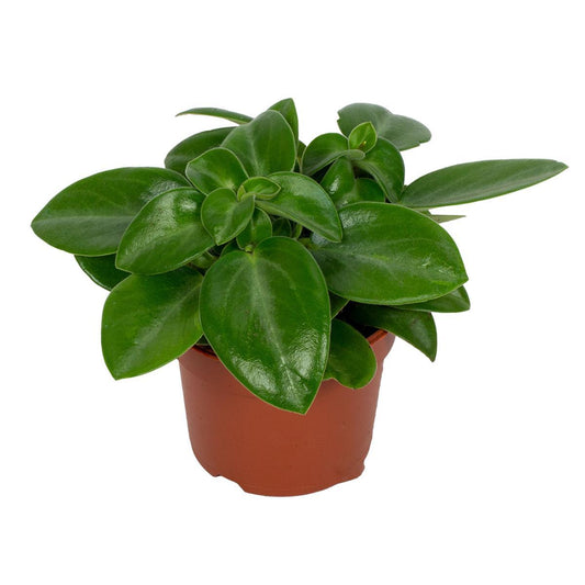 Peperomia Pixie 9cm - Pflanzfix24