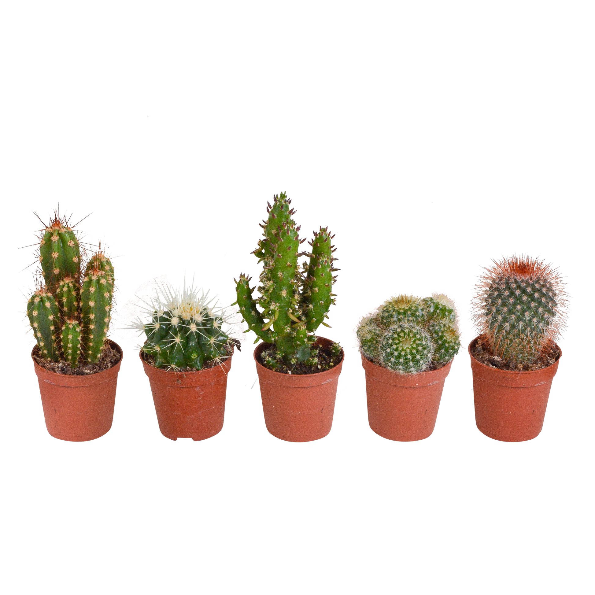 Kakteenmischung 5,5 cm - 5x - zonder pot - Pflanzfix24.de - Pflanzfix24.de