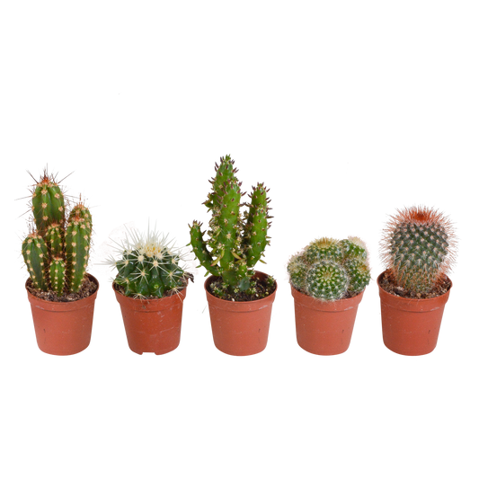 Kakteenmischung 5,5 cm - 5x - zonder pot - Pflanzfix24.de - Pflanzfix24.de