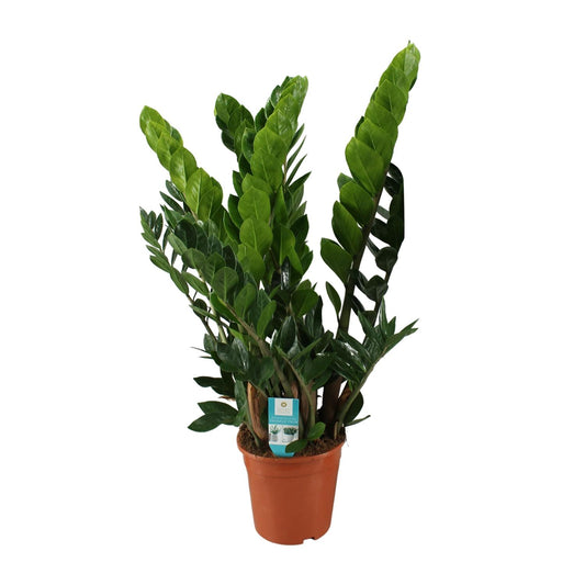 Zamioculcas Pflanze Ø21cm – Hoch & Pflegeleicht | Pflanzfix24.de - Pflanzfix24.de
