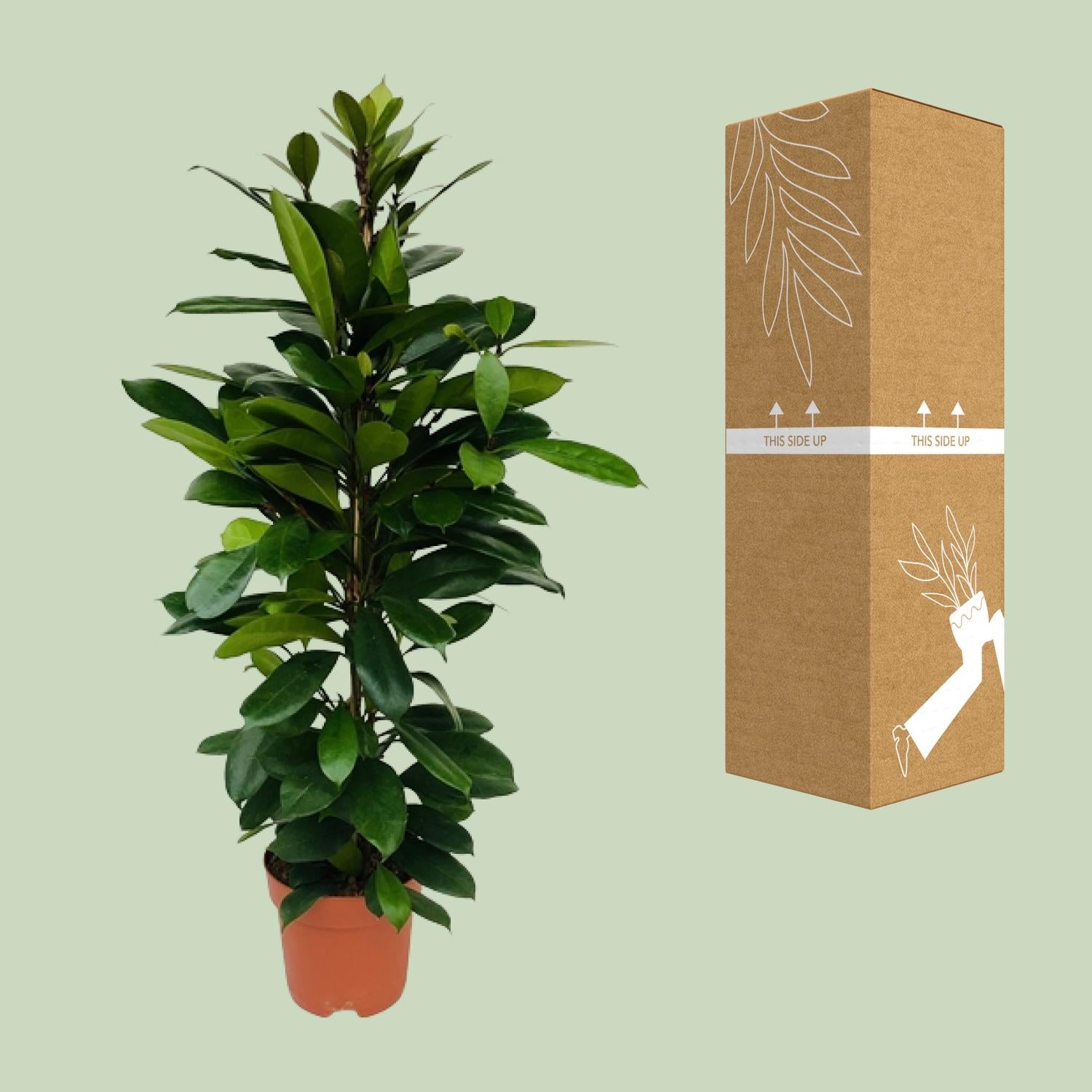 Ficus Cyathistipula - Ø21cm - ↕105cm bei Pflanzfix24.de - Pflanzfix24.de