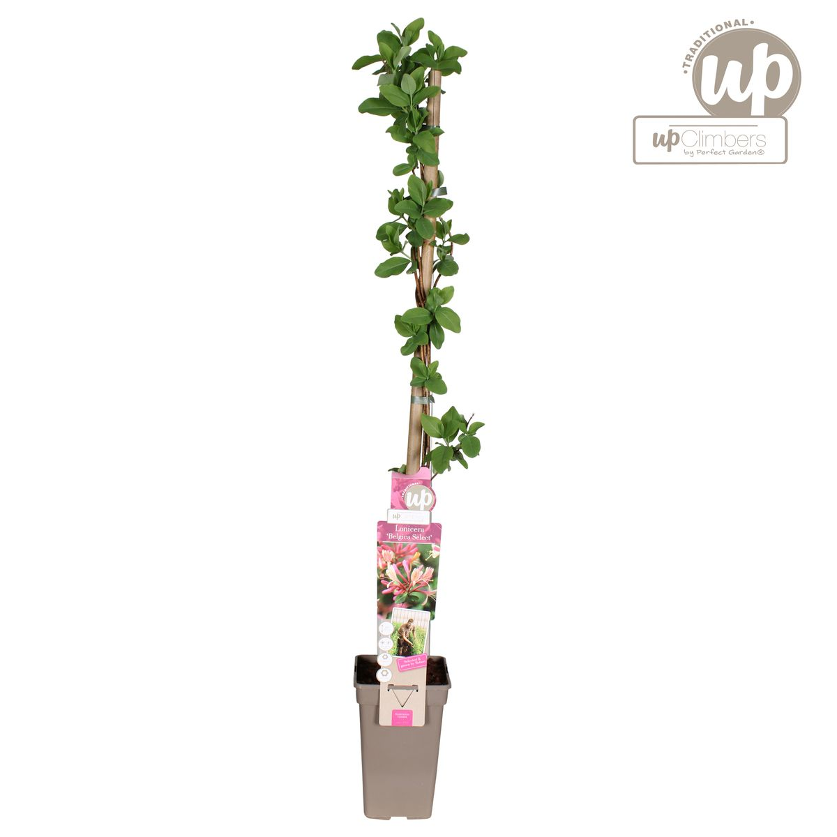 Lonicera periclymenum 'Belgica' - Ø15cm - ↕65cm - Pflanzfix24