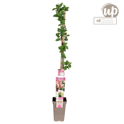 Lonicera periclymenum 'Belgica' - Ø15cm - ↕65cm - Pflanzfix24