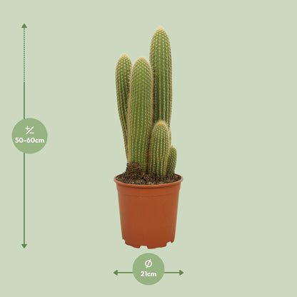 Vatricania Guentheri Ø21cm, 55cm hoch – Pflanzfix24.de - Pflanzfix24.de