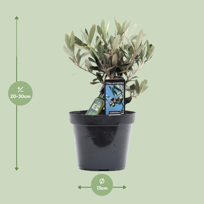 Olivenbaum Olea Olijf Ø13cm – 25cm hoch | Pflanzfix24.de - Pflanzfix24.de