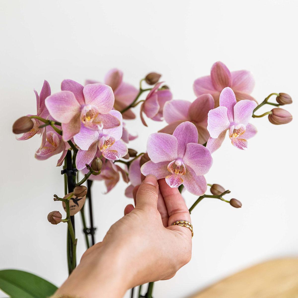 Phalaenopsis Orchidee Jewel Treviso Altrosa Ø12cm – 4 Zweige | Pflanzfix24.de - Pflanzfix24.de