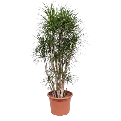 Dracaena Marginata vertakt 220 cm Ø40cm | Pflanzfix24