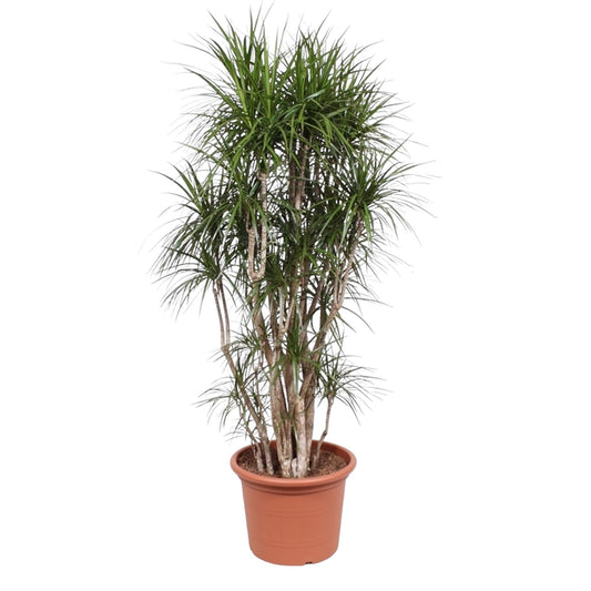Dracaena Marginata vertakt 220 cm Ø40cm | Pflanzfix24