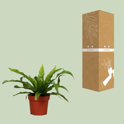 Asplenium Antiquum Ø12cm – pflegeleichter Zimmerfarn | pflanzfix24