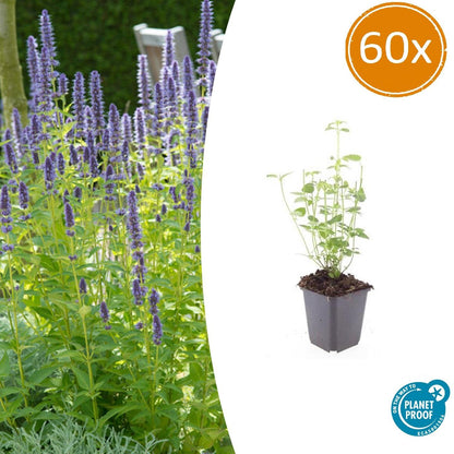 60x Agastache 'Black Adder' - Pflanzfix24.de - Pflanzfix24.de