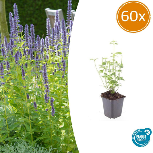 60x Agastache 'Black Adder' - Pflanzfix24.de - Pflanzfix24.de