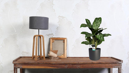 Aglaonema Greenlight (Decorum) - pflanzfix24