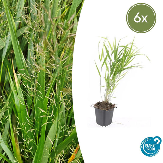 6x Hakonechloa macra - ↕10-25cm - Ø9cm bei Pflanzfix24.de - Pflanzfix24.de