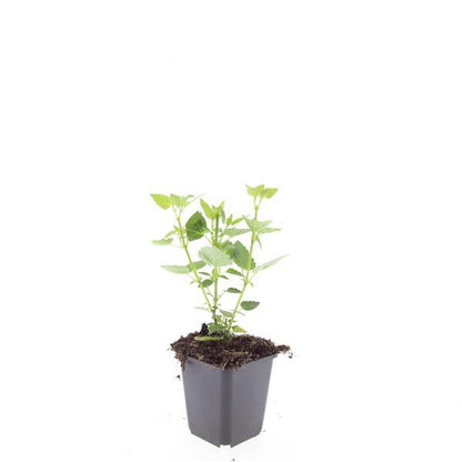 24x Agastache 'Blue Fortune' - Pflanzfix24