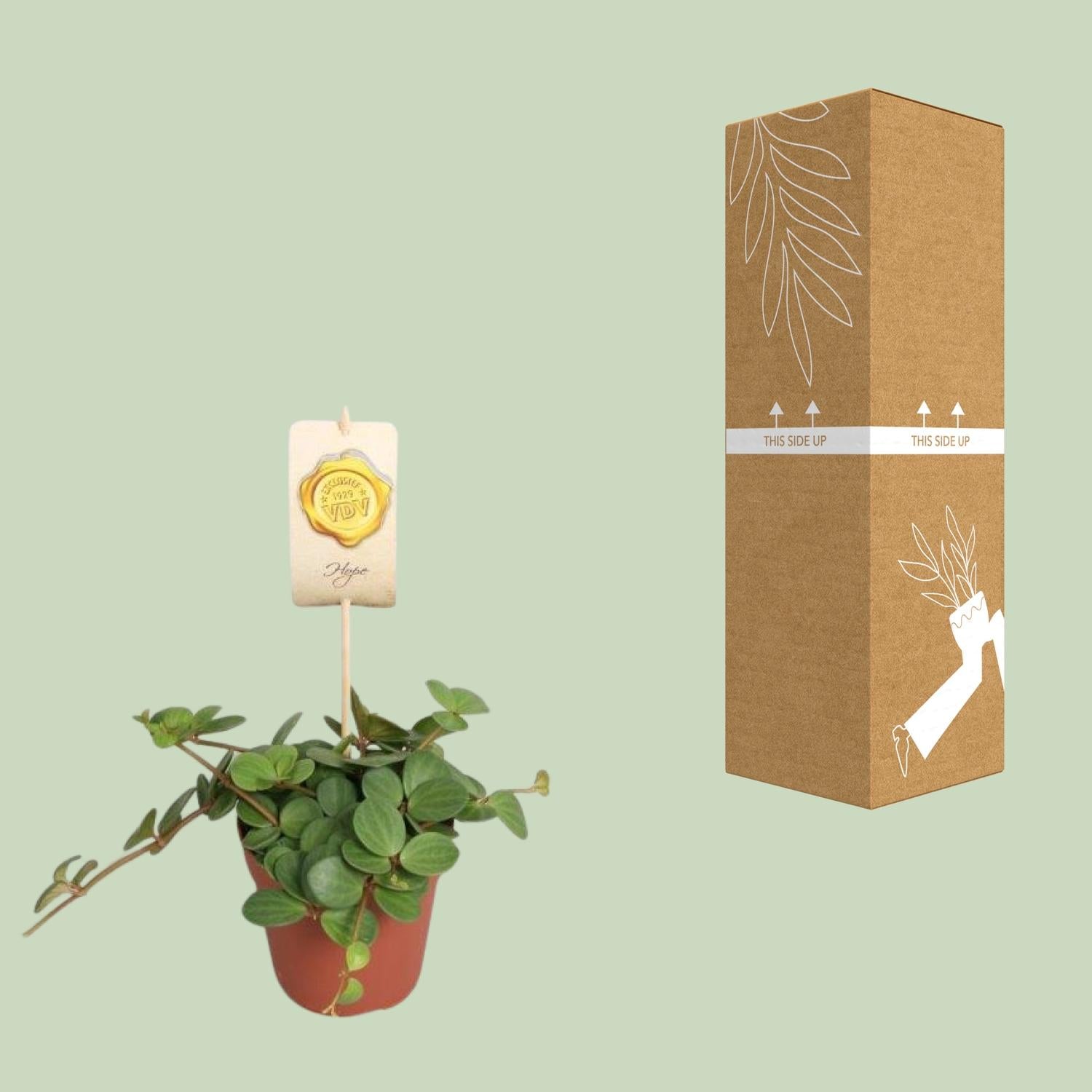 Peperomia Hope Ø12cm – Pflegeleicht & Elegant | Pflanzfix24.de - Pflanzfix24.de