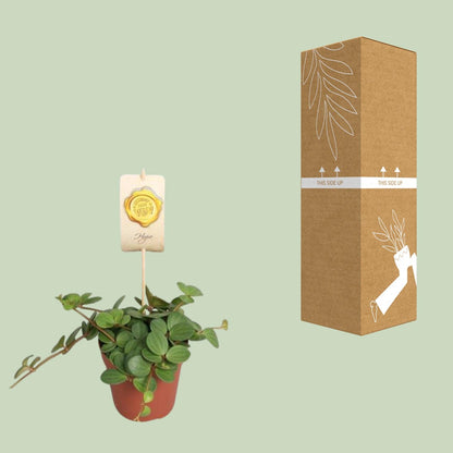 Peperomia Hope Ø12cm – Pflegeleicht & Elegant | Pflanzfix24.de - Pflanzfix24.de