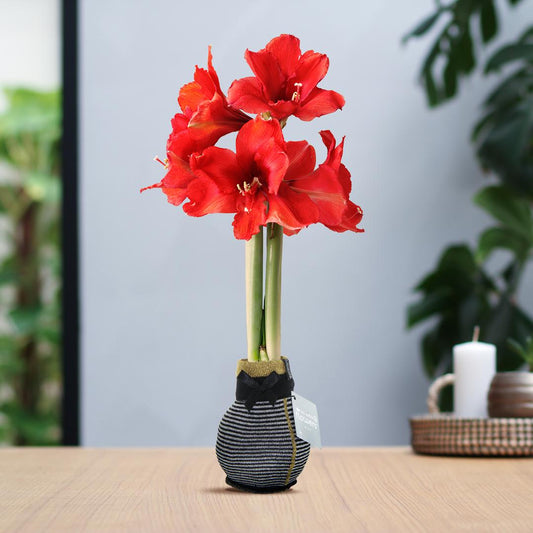 No Water Flowers® (wax amaryllis) | Fashionz Elegant - Silver + Red flower - Pflanzfix24