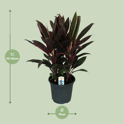 Cordyline Fruticosa Rumba - Ø19cm - ↕55cm - Pflanzfix24